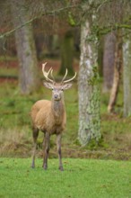A majestic stag with antlers stands in the forest in front of trees, red deer (Cervus elaphus),
