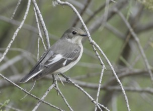 Collared Flycatcher (Ficedula albicollis) female, Akhna Dam, Cyprus