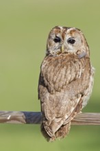 Tawny Owl (Strix aluco), Hesse, Germany