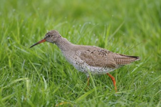 Common Redshank (Tringa totanus), Netherlands