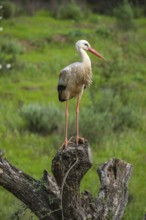 Rasmalho, Portimao, Algarve, Portugal - Stork colony, storks. The stork village near Rasmalho is