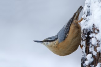 Eurasian Nuthatch (Sitta europaea), Utrecht, Netherlands