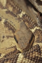 Central American bushmaster or Central American bushmaster (Lachesis stenophrys), captive,