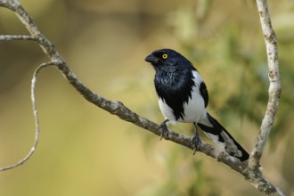 Magpie Tanager (Cissopis leverianus) perched on a branch in the Atlantic Rainforest Region of