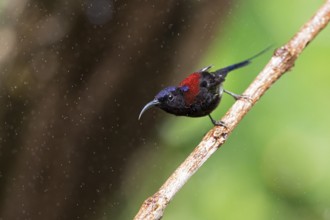 Black-throated Sunbird (Aethopyga saturata assamensi) male perched on a branch, Yunnan, China
