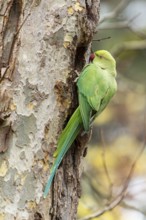 Rose-ringed parakeet (Psittacula krameri) on a tree, wildlife, Germany