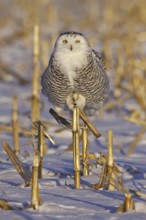 Snowy Owl (Bubo scandiacus), Ontario, Canada