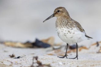 Animal, Animals, Bird, Birds, dunlin (Calidris alpina), Snipe bird, Heligoland, Schleswig-Holstein,