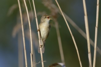 Marsh Warbler (Acrocephalus palustris) singing, Saxony, Germany
