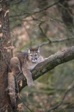 One young adult cougar, Puma concolor, resting on a big branch high up in an oak tree