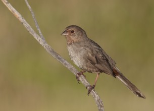 California Towhee (Melozone crissalis), California, USA
