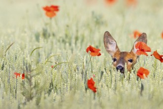 Roe deer, European roe deer, (Capreolus capreolus), hiding in a grain field, portrait, Hockenheim,