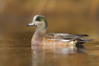 American Wigeon (Mareca americana) juvenile male, British Columbia, Canada