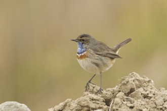 Bluethroat (Luscinia svecica cyanecula) male, Turkey