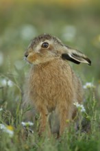 European brown hare (Lepus europaeus) juvenile leveret animal in grassland amongst wildflowers in