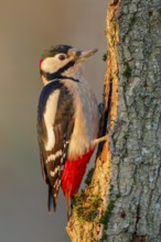 Buntspecht, Dendrocopos major, männl. Great Spotted WoodpeckerDendrocopos major
