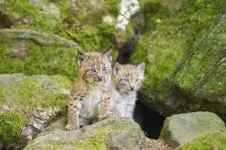 Eurasian lynx (Lynx lynx) youngsters (cubs) on a rock in a forest, Bavaria, Germany
