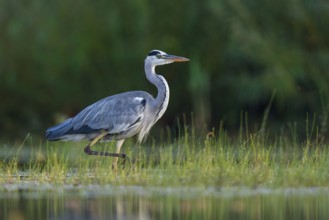 Grey Heron (Ardea cinerea) foraging in shallow water, North Rhine-Westphalia, Germany