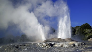 New Zealand, North Island, geyser in Whakarewarewa, Pohutu geyser, Whakarewarewa, North Island, New