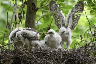 Eurasian Sparrowhawk (Accipiter nisus) chicks in nest, North Rhine-Westphalia, Germany