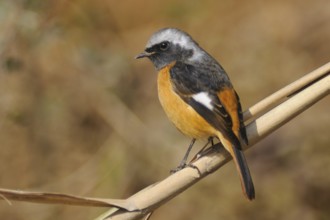 Daurian Redstart (Phoenicurus auroreus) male, Poyang Lake, China