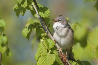 Common Whitethroat - Dorngrasmücke - Sylvia communis ssp. communis, Germany, adult male
