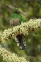Resplendent Quetzal (Pharomachrus mocinno) perched on a branch in Costa Rica