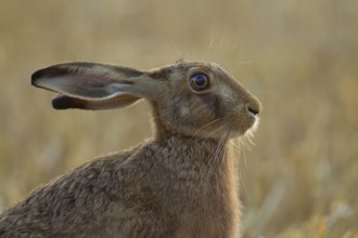 European brown hare (Lepus europaeus) adult animal head portrait, Suffolk, England, United Kingdom