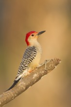 Red-bellied Woodpecker (Melanerpes carolinus), Florida, USA