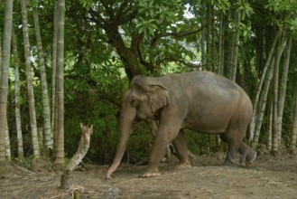 Asian elephant navigating through a dense bamboo forest in Thailand. The scene captures the
