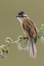 Sharp-tailed Tyrant (Culicivora caudacuta) perched on a branch in the Atlantic rainforest of