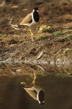 Red-wattled Lapwing (Vanellus indicus), Rajasthan, India