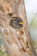 Elegant Trogon Trogon elegans Chiricahua Mountains, Cochise County, Arizona, USA 4 June Adult