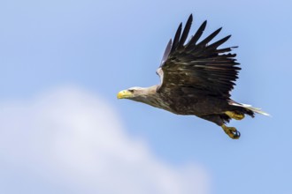 White-tailed Eagle (Haliaeetus albicilla) flying, Mecklenburg-Western Pomerania, Germany
