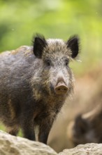Wild boar (Sus scrofa) standing in a forest, Bavaria, Germany
