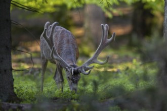 The red deer (Cervus elaphus) savours the fresh shoots of the bilberry, the silvery dots on its