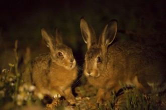 European brown hare (Lepus europaeus) juvenile leveret baby animal with their parent mother in