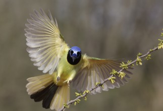 Green Jay (Cyanocorax luxuosus) landing on a branch, Texas, USA