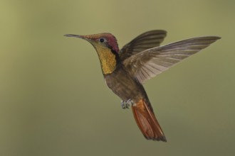 Ruby-topaz Hummingbird (Chrysolampis mosquitus), Trinidad and Tobago