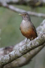 Rufous-bellied Thrush (Turdus rufiventris) perched on a branch in the Atlantic rainforest of