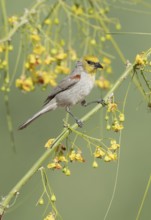 Verdin (Auriparus flaviceps) perched on a flowering branch, Arizona, USA