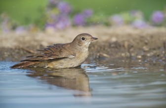 Common Nightingale (Luscinia megarhynchos) standing in water, Aosta Valley, Italy