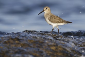 Dunlin (Calidris alpina), Asturias, Spain