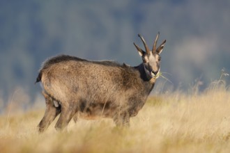 Chamois (Rupicapra rupicapra) in autumn, Vosges, France