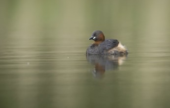 Little Grebe (Tachybaptus ruficollis), Saxony, Germany