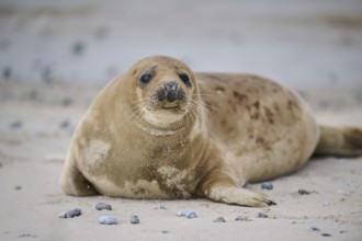 Grey seal (Halichoerus grypus) lying on the beach, Düne, Helgoland, Schleswig-Holstein, Germany