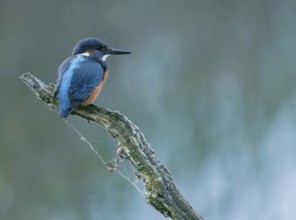 Kingfisher (Alcedo atthis) sitting on an old branch, perch and looking for prey, Lower Saxony,