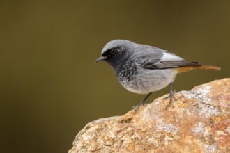 Black Redstart (Phoenicurus ochruros) male perched on a rock, Aragon, Spain