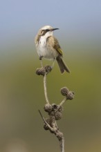 Tawny-crowned Honeyeater (Gliciphila melanops) perched on a branch, Victoria, Australia