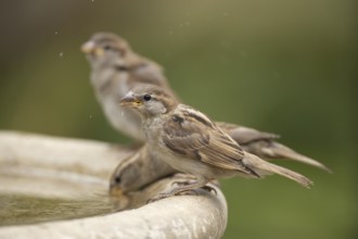 House sparrow (Passer domesticus) three adult male garden birds drinking on a bird bath in summer,
